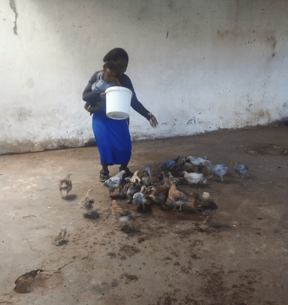 Rorisang's mother feeding the 37 chicks  in their chicken structure